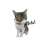 cat coco chan（個別スタンプ：8）