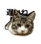 cat coco chan（個別スタンプ：11）