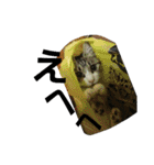 cat coco chan（個別スタンプ：13）