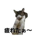 cat coco chan（個別スタンプ：14）