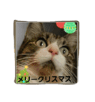cat coco chan（個別スタンプ：15）