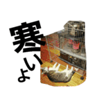 cat coco chan（個別スタンプ：16）