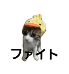 cat coco chan（個別スタンプ：17）