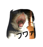 cat coco chan（個別スタンプ：18）