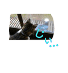 cat coco chan（個別スタンプ：21）
