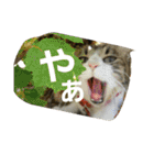 cat coco chan（個別スタンプ：22）