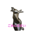 cat coco chan（個別スタンプ：24）