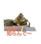 cat coco chan（個別スタンプ：25）
