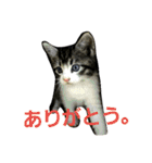 cat coco chan（個別スタンプ：27）
