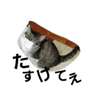 cat coco chan（個別スタンプ：29）