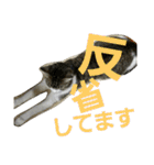 cat coco chan（個別スタンプ：33）