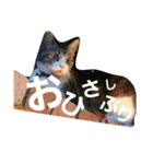 cat coco chan（個別スタンプ：34）