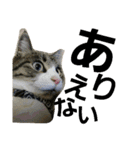 cat coco chan（個別スタンプ：35）