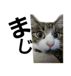 cat coco chan（個別スタンプ：36）