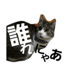 cat coco chan（個別スタンプ：39）