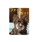 ショコラ+ルナ・ポン（個別スタンプ：5）