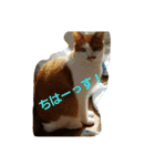 ショコラ+ルナ・ポン（個別スタンプ：6）