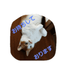 ショコラ+ルナ・ポン（個別スタンプ：7）