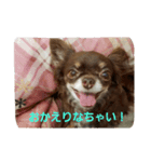 ショコラ+ルナ・ポン（個別スタンプ：8）