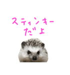 ハリネズミのスティンキー（個別スタンプ：1）