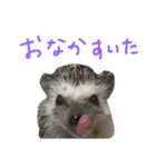 ハリネズミのスティンキー（個別スタンプ：2）