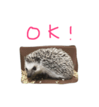 ハリネズミのスティンキー（個別スタンプ：4）