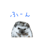 ハリネズミのスティンキー（個別スタンプ：5）