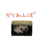 ハリネズミのスティンキー（個別スタンプ：6）