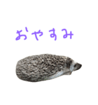 ハリネズミのスティンキー（個別スタンプ：7）