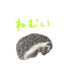 ハリネズミのスティンキー（個別スタンプ：8）
