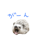 ハリネズミのスティンキー（個別スタンプ：9）