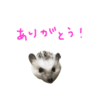 ハリネズミのスティンキー（個別スタンプ：11）