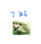 ハリネズミのスティンキー（個別スタンプ：14）
