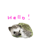 ハリネズミのスティンキー（個別スタンプ：15）