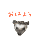 ハリネズミのスティンキー（個別スタンプ：16）