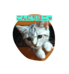 子猫のラルくん（個別スタンプ：3）