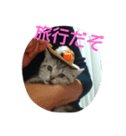 子猫のラルくん（個別スタンプ：5）