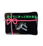 子猫のラルくん（個別スタンプ：7）