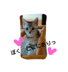 子猫のラルくん（個別スタンプ：8）