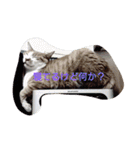 表情で語る猫のきなこ。（個別スタンプ：1）