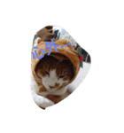 表情で語る猫のきなこ。（個別スタンプ：2）