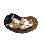 表情で語る猫のきなこ。（個別スタンプ：3）
