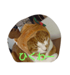 表情で語る猫のきなこ。（個別スタンプ：4）