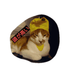 表情で語る猫のきなこ。（個別スタンプ：5）
