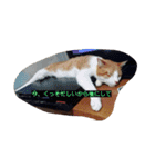 表情で語る猫のきなこ。（個別スタンプ：6）