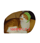 表情で語る猫のきなこ。（個別スタンプ：7）