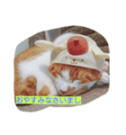 表情で語る猫のきなこ。（個別スタンプ：9）