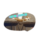 表情で語る猫のきなこ。（個別スタンプ：10）