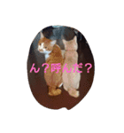表情で語る猫のきなこ。（個別スタンプ：11）