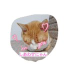 表情で語る猫のきなこ。（個別スタンプ：13）